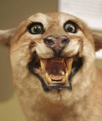 More Bad Taxidermy: 25 Ugly Mounts from the Web