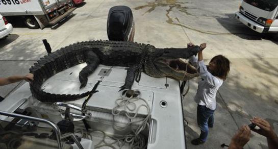 Florida Couple Lands Monster Alligator in Lake George