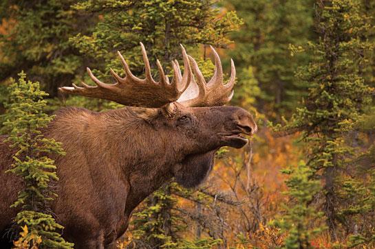 Moose Hunting: How to Call In Rutting Bulls