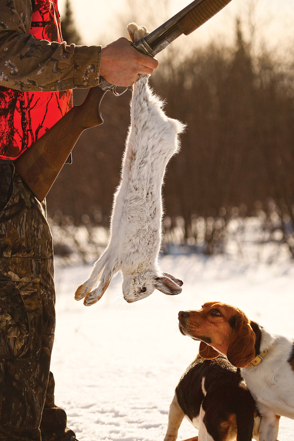 7 Hunting Breeds That Make Great Rabbit Dogs
