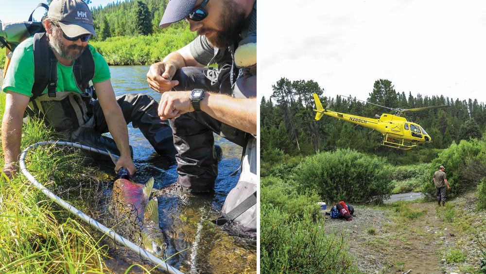 alaskan salmon researchers taku river watershed
