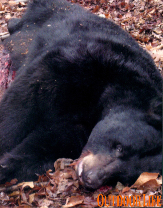New Potential World Record Black Bear Shot in Pennsylvania