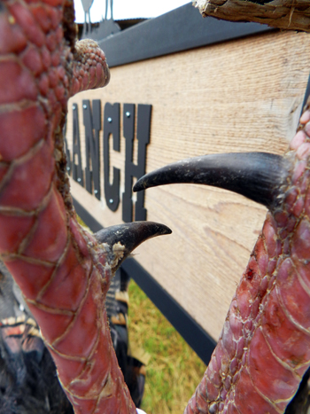 What are the Longest Turkey Spurs Ever Registered?