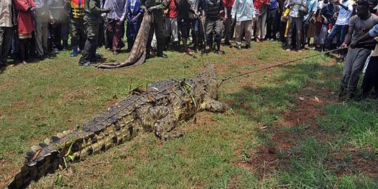 Giant, Man-Eating Crocodile Captured in Uganda