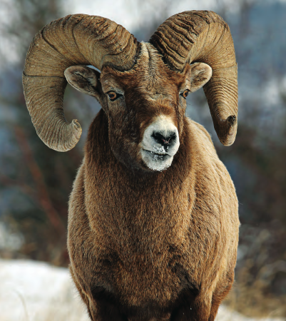 Tips and Tactics: How to Hunt Wild Sheep