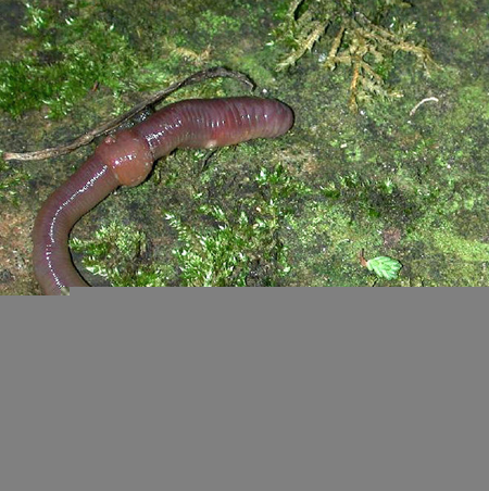 earthworms