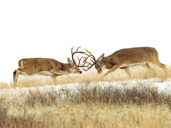 3 Rattling Scenarios to Try This Deer Season