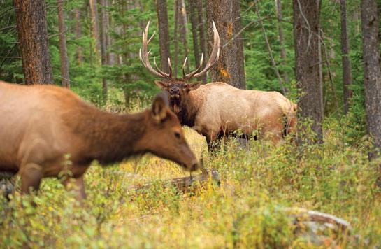 Bowhunting for Elk: Focus on the Cows