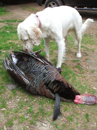 How to Pick the Right Turkey Dog Puppy