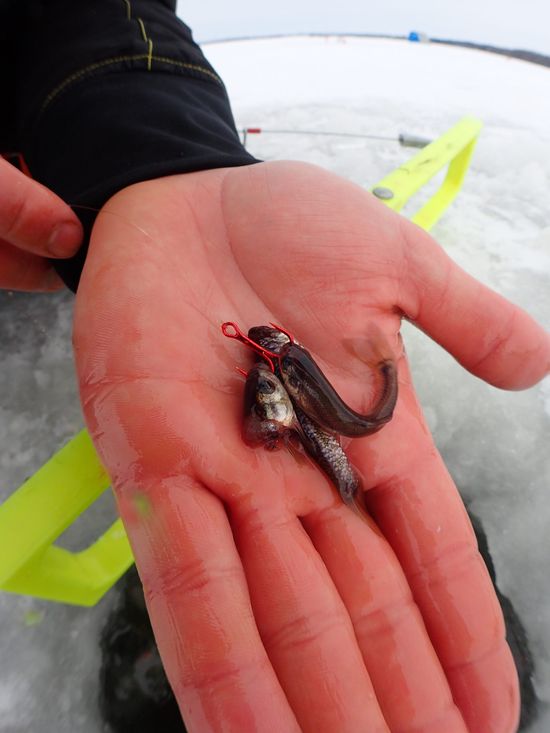 catfish bait for ice fishing
