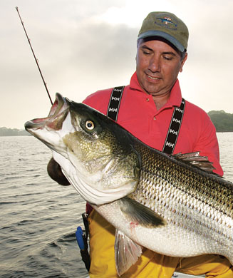 Are Stripers on the Brink Again?