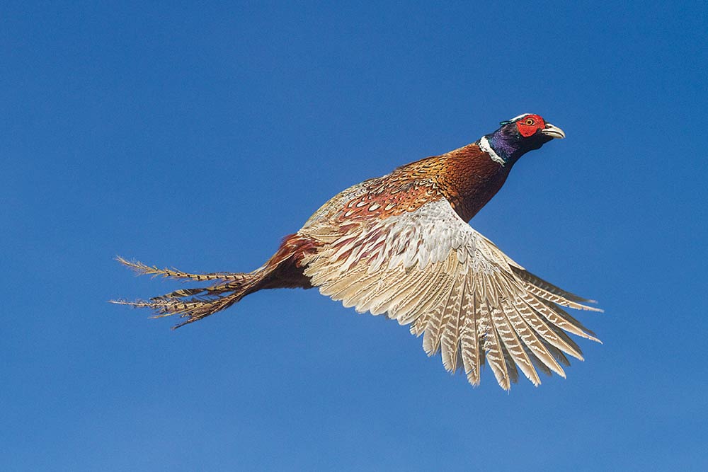 pheasant hunting season