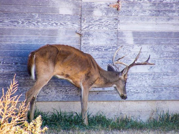 Diseases and Parasites of Maryland Deer