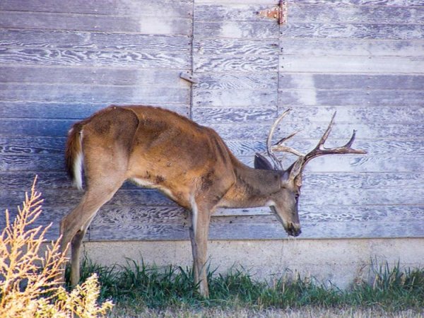 Can Fire Slow The Spread of CWD?