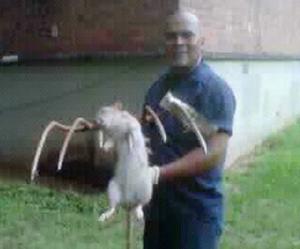 New York City Man Kills Giant Rat With Pitchfork