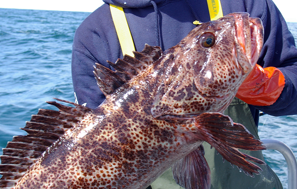 httpswww.outdoorlife.comsitesoutdoorlife.comfilesimport2014importImage2009photo7Lingcod.JPG