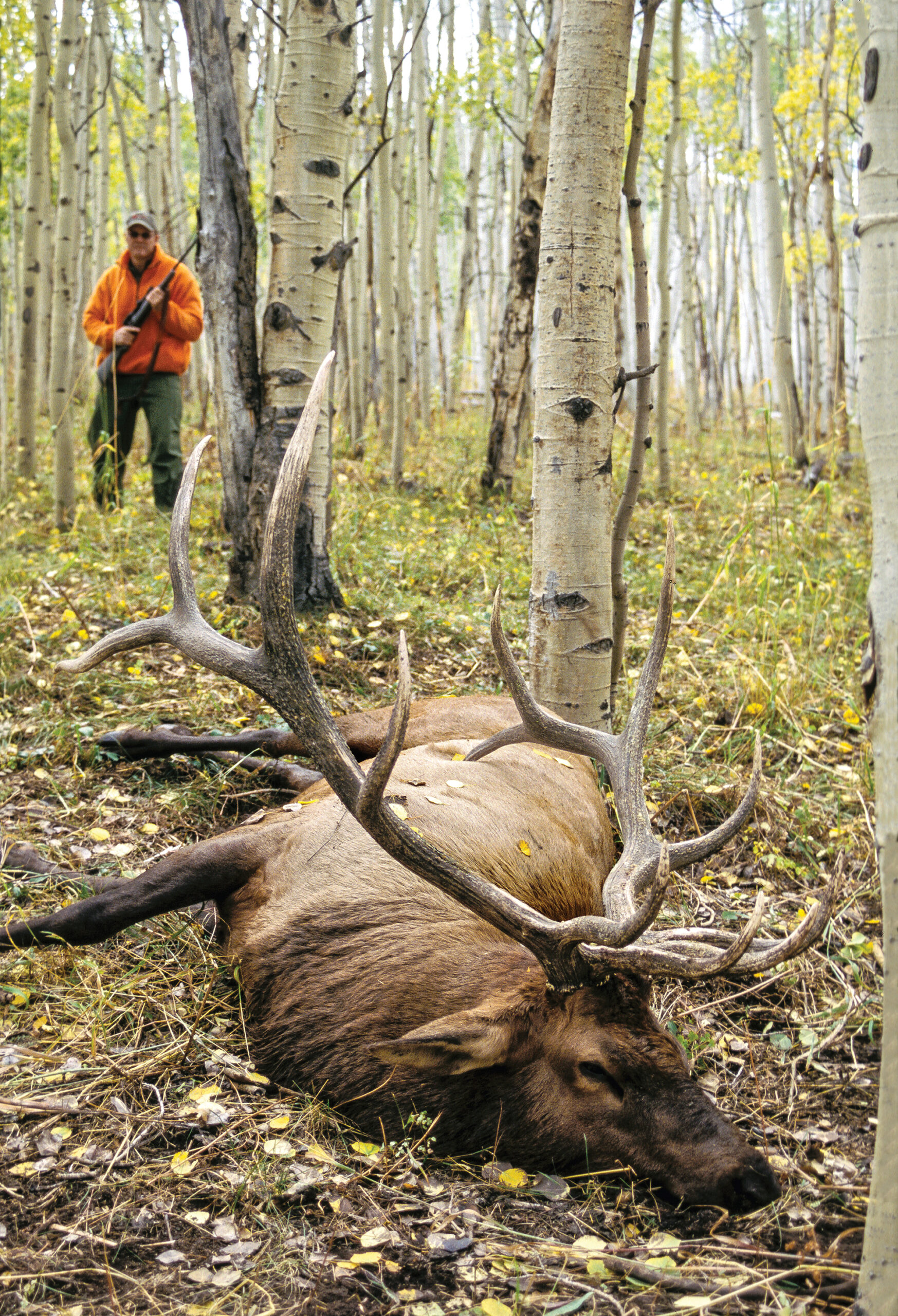 hunting tough elk