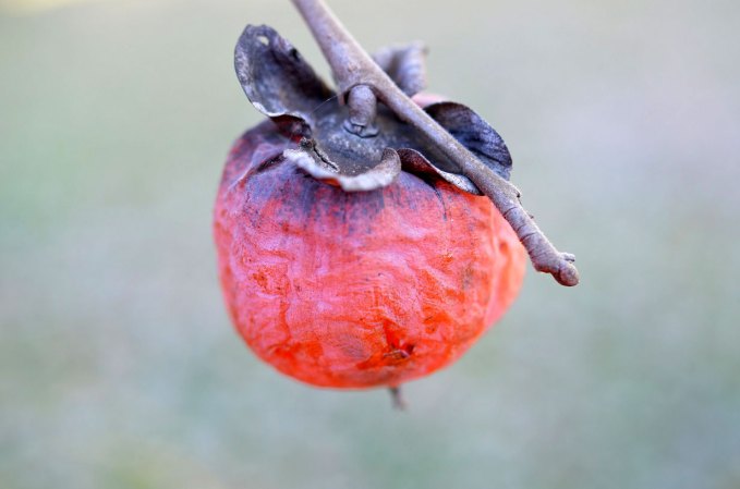 Wild Persimmon: Tricks and Treats From This Tasty Fruit