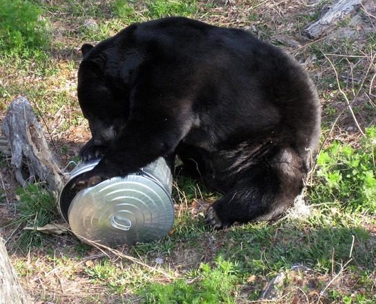 Wildlife Officials Kill 6 Black Bears After Attack on Florida Woman