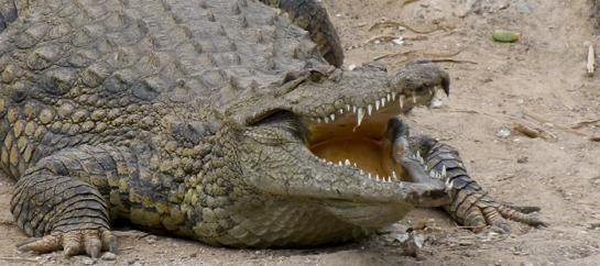 Crocodile Attacks Now Being Tracked Worldwide