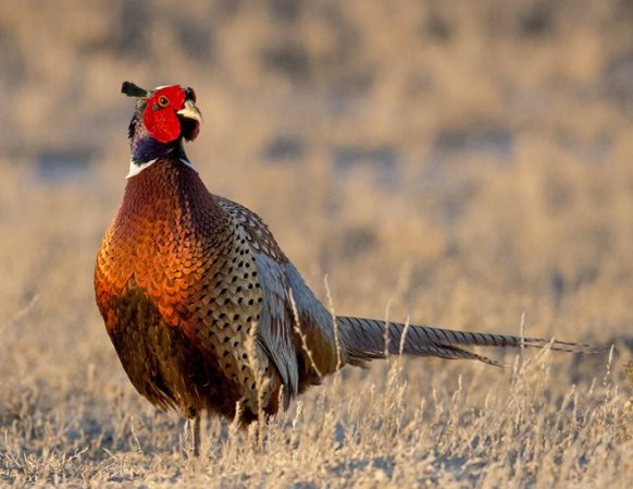 Five Things to Know About the 2017 Pheasants Forever Nesting Forecast
