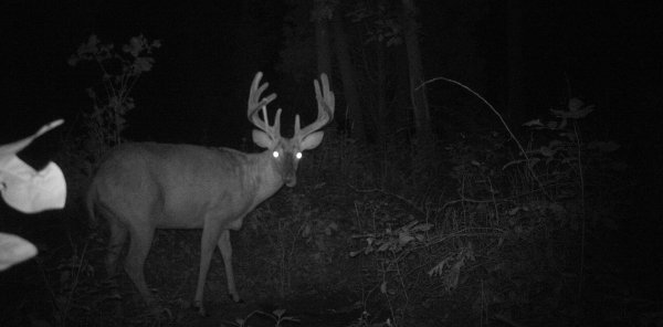 Whitetail Deer: 3 Tips For Dealing With A Lost Deer