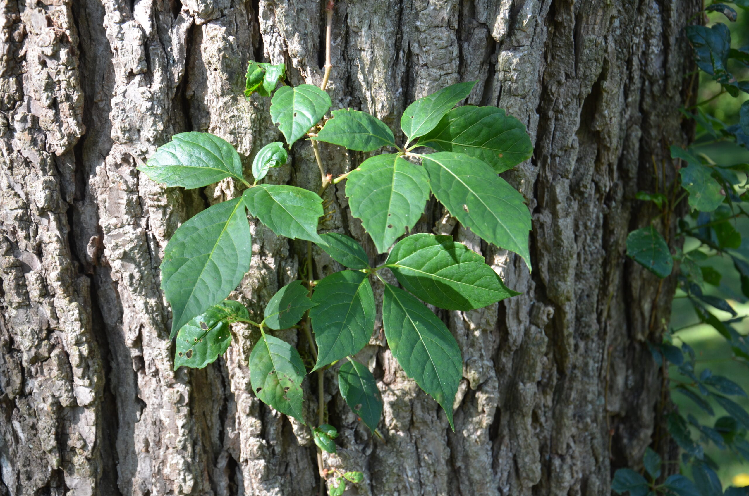 virginia creeper plant