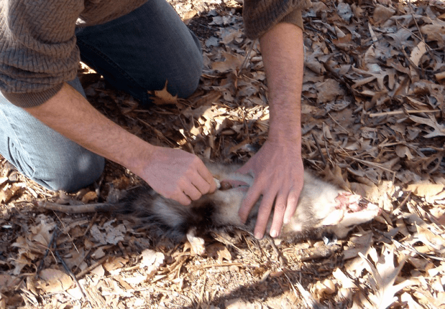 The Pros and Cons of Salvaging Road Kill for Consumption (Plus a Few Tips)