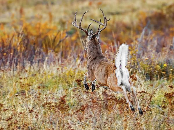 3 Reasons Why Spooking a Buck Isn’t Always a Bad Thing