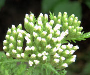 Yarrow Plant: Nature's Neosporin