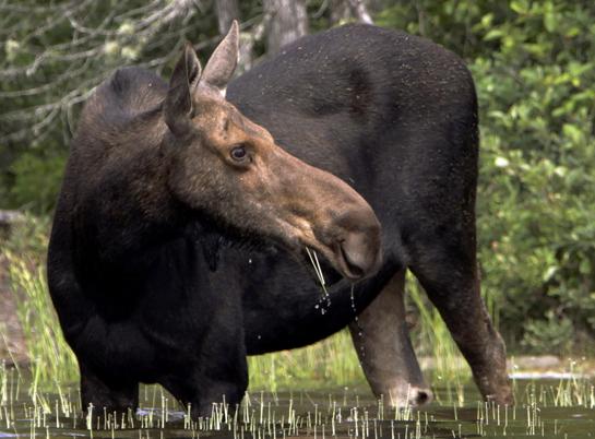 Maine Launches 5-Year Study to Monitor Moose Population