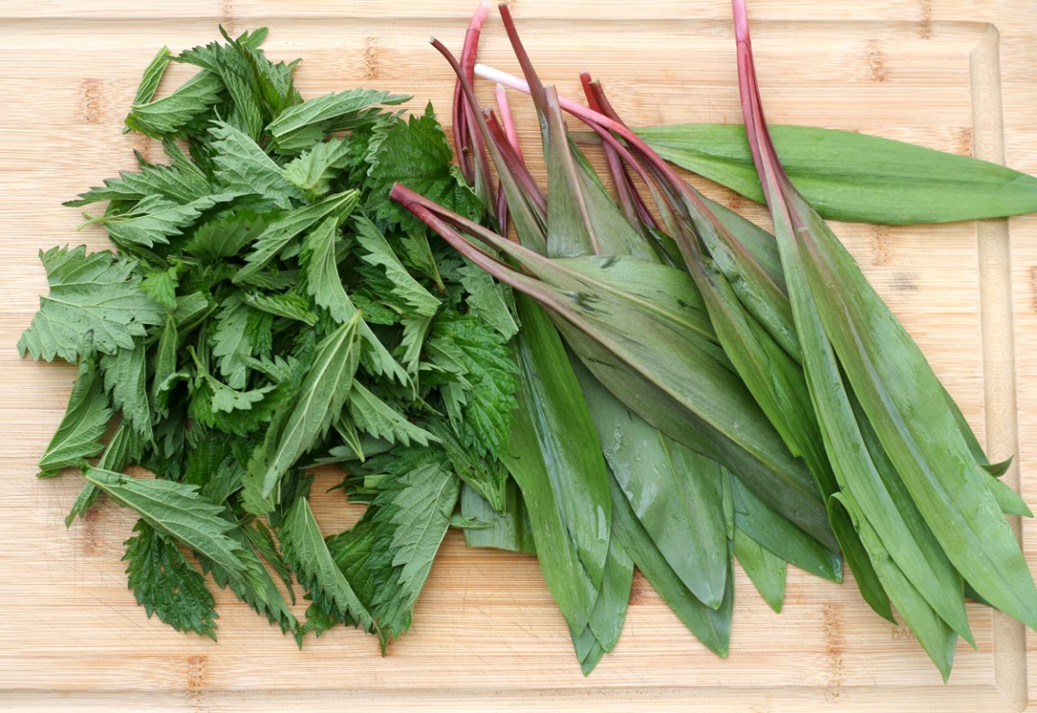 wild nettles ramps spring foraging