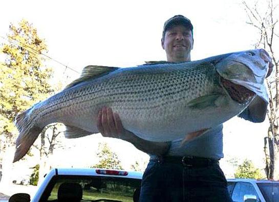 Huge Striper Will Not Be Certified for Ark. State Record but May Still  Qualify for World Record and $1M Prize