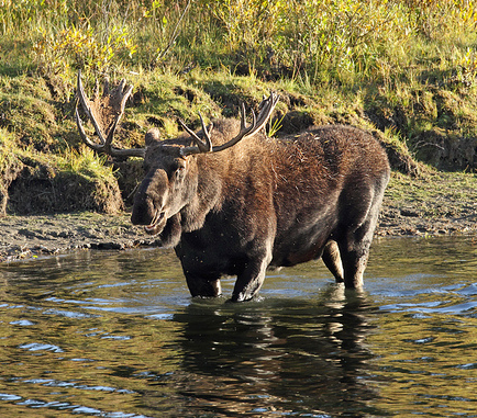 elk in water