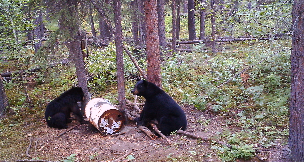 4 Key References for Judging the Size of Black Bears 4 Key References for Judging the Size of Black Bears
