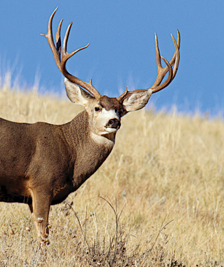 Where to Hunt: Guide to the 8 Best Big-Game Hunts in the West