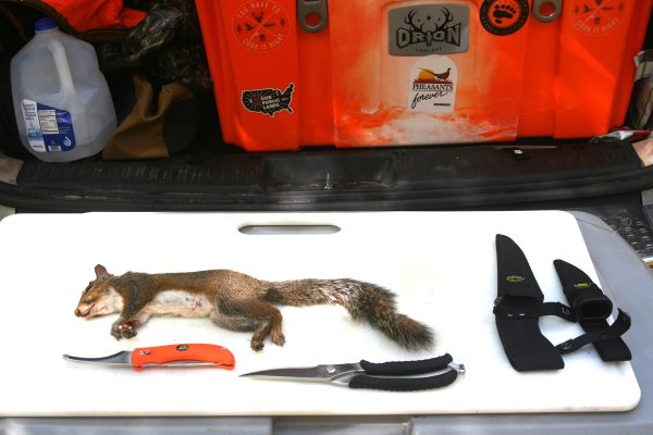 How to Skin and Cut Up a Squirrel in 9 Steps