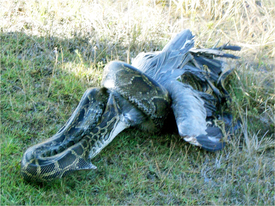 Florida Officials Say Pythons Probably Won’t Kill People