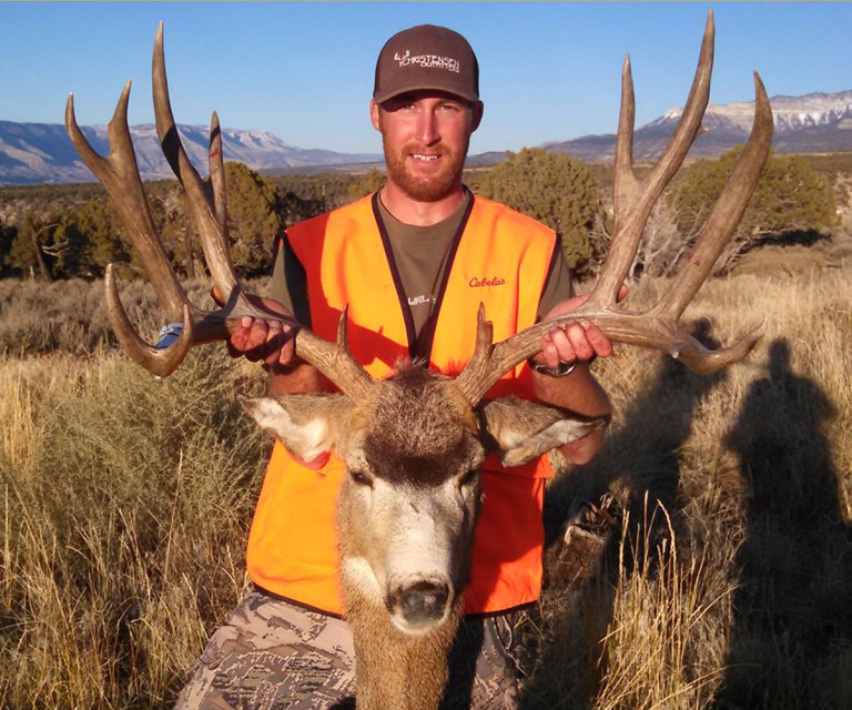 deer of the year mule deer