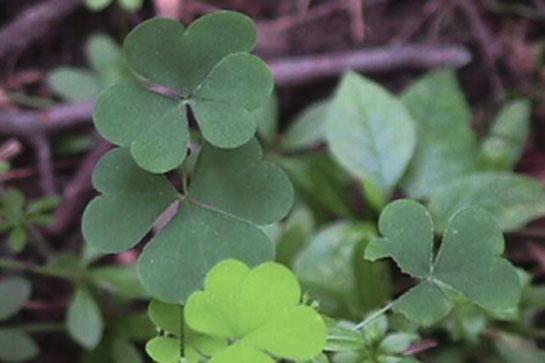 Survival Skills: How to Use Wood Sorrel for Food, and Hangovers