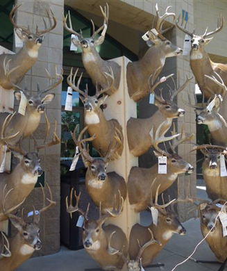 Two Texas Brothers Busted in Biggest Trophy Deer Poaching Case in Kansas History