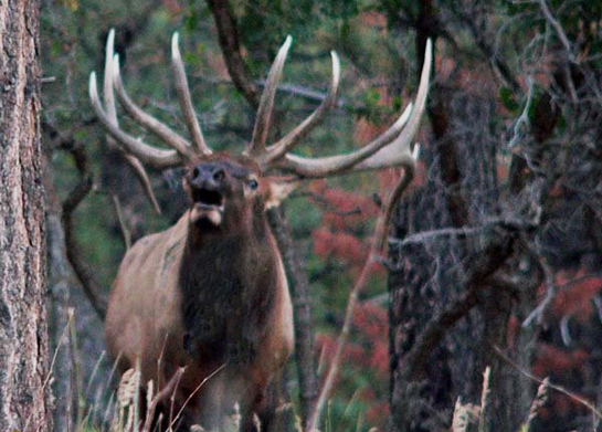 Bowhunting Tips: When to Take a Frontal Shot
