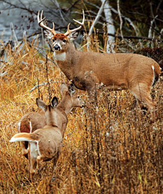 Deer Hunting: 8 Rut Myths Busted
