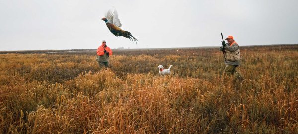 Top Shots: The Best Loads for Upland Birds