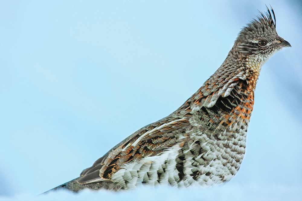 ruffed grouse hunting season