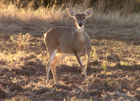 Why Deer Hunters Should Never Wear Blue Jeans, and Other Important Facts About Deer Vision
