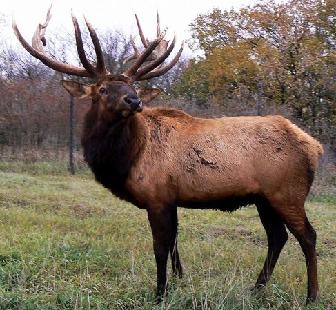 Anti-wolf activist charged with elk poaching