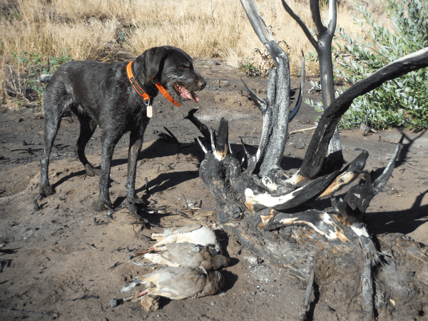 Upland Hunting: Why You and Your Gun Dog Shouldn’t Be Deterred by Crappy Conditions