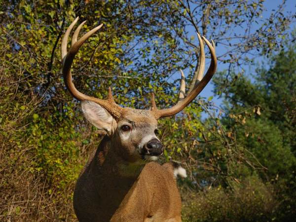 How to Profile and Hunt 4 Different Types of Bucks