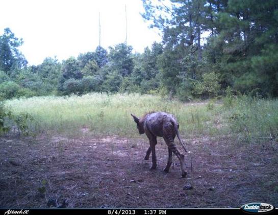 Trail Cam Photo: Chupacabra? Nope, Mangy Coyote